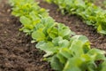 Row young radishes in a vegetable bed of Garden