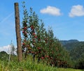 A row of young red apple trees, cultivated on the mountain, in summertime Royalty Free Stock Photo