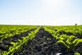 A row of young shoots of sugar beet. Agricultural beet plantation in the evening. Royalty Free Stock Photo