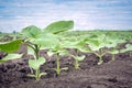 A row of young sunflower plants on a clean field of weeds Royalty Free Stock Photo