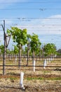 Row of Young Vines in Grow Tubes Supported by V-Trellis. Royalty Free Stock Photo