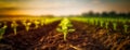 Row of Young Withania Plants Growing in a Field,Dicotyledonous Withania Plants in a Rural Landscape. generative ai