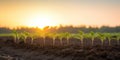 Row of Young Withania Plants Growing in a Field,Dicotyledonous Withania Plants in a Rural Landscape sunset