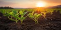 Row of Young Withania Plants Growing in a Field,Dicotyledonous Withania Plants in a Rural Landscape sunset