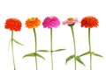 Row of Zinnia flowers Royalty Free Stock Photo