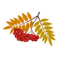Vector illustration- red mountain ash branch