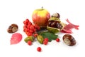 Rowan, an acorn and a chestnut, apple and autumn leaves