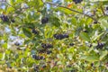 Rowan, Aronia Aronia, Chokeberry Latin Aronia melanocarpa on a branch. Autumn background