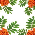 Rowan Ash Berry Background Border