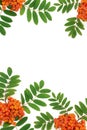 Rowan Ash Berry Background Border