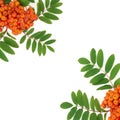 Rowan Ash Berry Border Royalty Free Stock Photo