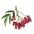 Rowan, Autumn Rowanberry, Watercolor Illustration Of Mountain Ash, Isolated Drawing Of Leaves And Red Berries On White