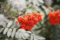 Rowan berries Royalty Free Stock Photo
