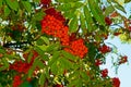 Rowan berries