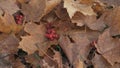 Rowan berries on autumn leaves on ground Royalty Free Stock Photo