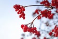 Rowan berries in autumn