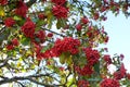 Rowan berries background. Bunches red sorbus branches. Nature berries backdrop. Royalty Free Stock Photo