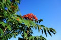 Rowan berries with blue sky