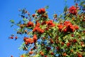 Rowan berries with blue sky