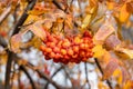 Rowan Berries On A Branch. Autumn Time, Fall Season, Yellow Foliage. Natural Background. Bright Leaves In October
