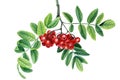 Rowan berries branch with green leaves Watercolor painting illustration isolated on white background. Royalty Free Stock Photo