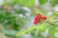 Rowan berries Royalty Free Stock Photo