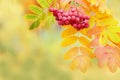 Rowan berries close-up on blurred background with bokeh and copy space Royalty Free Stock Photo