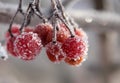 Rowan berries covered with hoarfrost Royalty Free Stock Photo