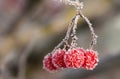Rowan berries covered with hoarfrost Royalty Free Stock Photo