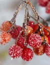 Rowan berries covered with hoarfrost Royalty Free Stock Photo