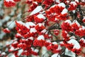 Rowan berries covered with snow at wintertime Royalty Free Stock Photo
