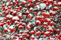 Rowan berries covered with snow at wintertime Royalty Free Stock Photo