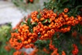 Rowan berries dense orange cluster