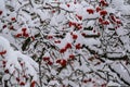 Rowan berries after heavy snowfall in winter