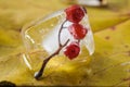 Rowan berries in ice cube on yellow maple leaf background Royalty Free Stock Photo