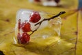 Rowan berries in ice cube on yellow maple leaf background Royalty Free Stock Photo