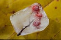Rowan berries in ice cube on yellow maple leaf background Royalty Free Stock Photo