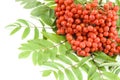 Rowan berries isolated Royalty Free Stock Photo