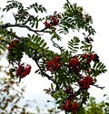 Rowan berries Royalty Free Stock Photo
