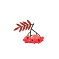 Rowan berries. Isolated rowan on white background Royalty Free Stock Photo