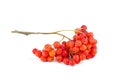 Rowan berries isolated on white background Royalty Free Stock Photo