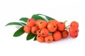 Rowan berries with leaves on white background