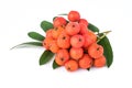 Rowan berries with leaves on white background. Closeup