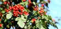 Rowan berries of mountain ash Royalty Free Stock Photo