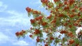 Rowan berries, Mountain ash Sorbus tree with ripe berry