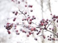 Rowan Berries Royalty Free Stock Photo