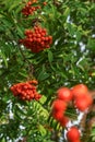 Rowan berries on rowan tree background in sunny day, ripen rowan berries in autumn time Royalty Free Stock Photo