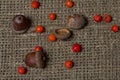 Rowan berries and several acorns lie on a rough linen canvas. There are scattered individual rowan berries