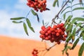 Rowan berries on sky background in sunny day, ripe rowan berries in autumn time, rowan bunches hanging on rowan tree branches Royalty Free Stock Photo