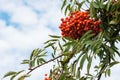 Rowan berries on sky background in sunny day, ripe rowan berries in autumn time, rowan bunches hanging on rowan tree branches Royalty Free Stock Photo